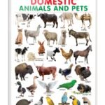 Domestic Animals and Pets
