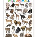 Wild Animals