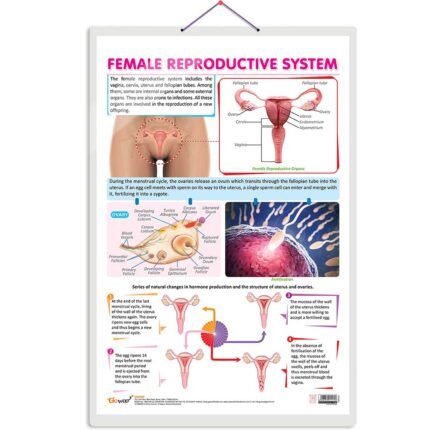 Female reproductive system
