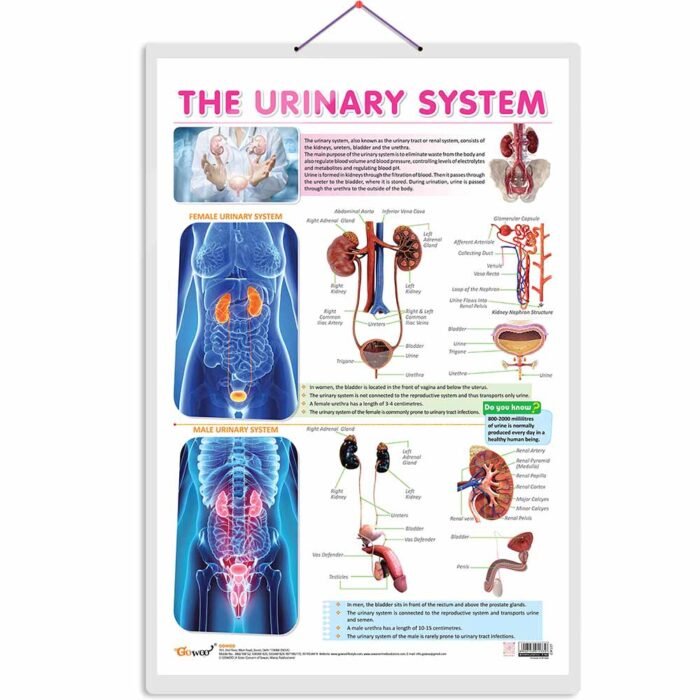 Urinary-System_main